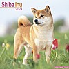 Shiba Inu Calendar